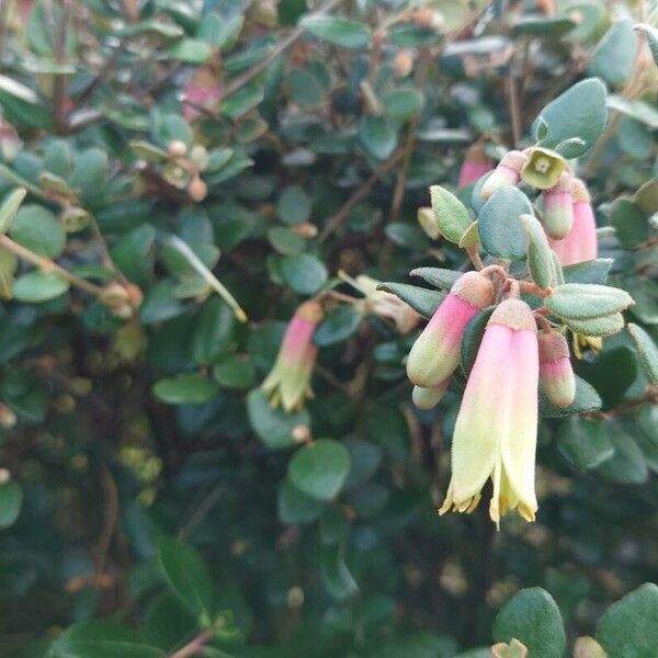 Correa backhouseana (Correa backhouseana)