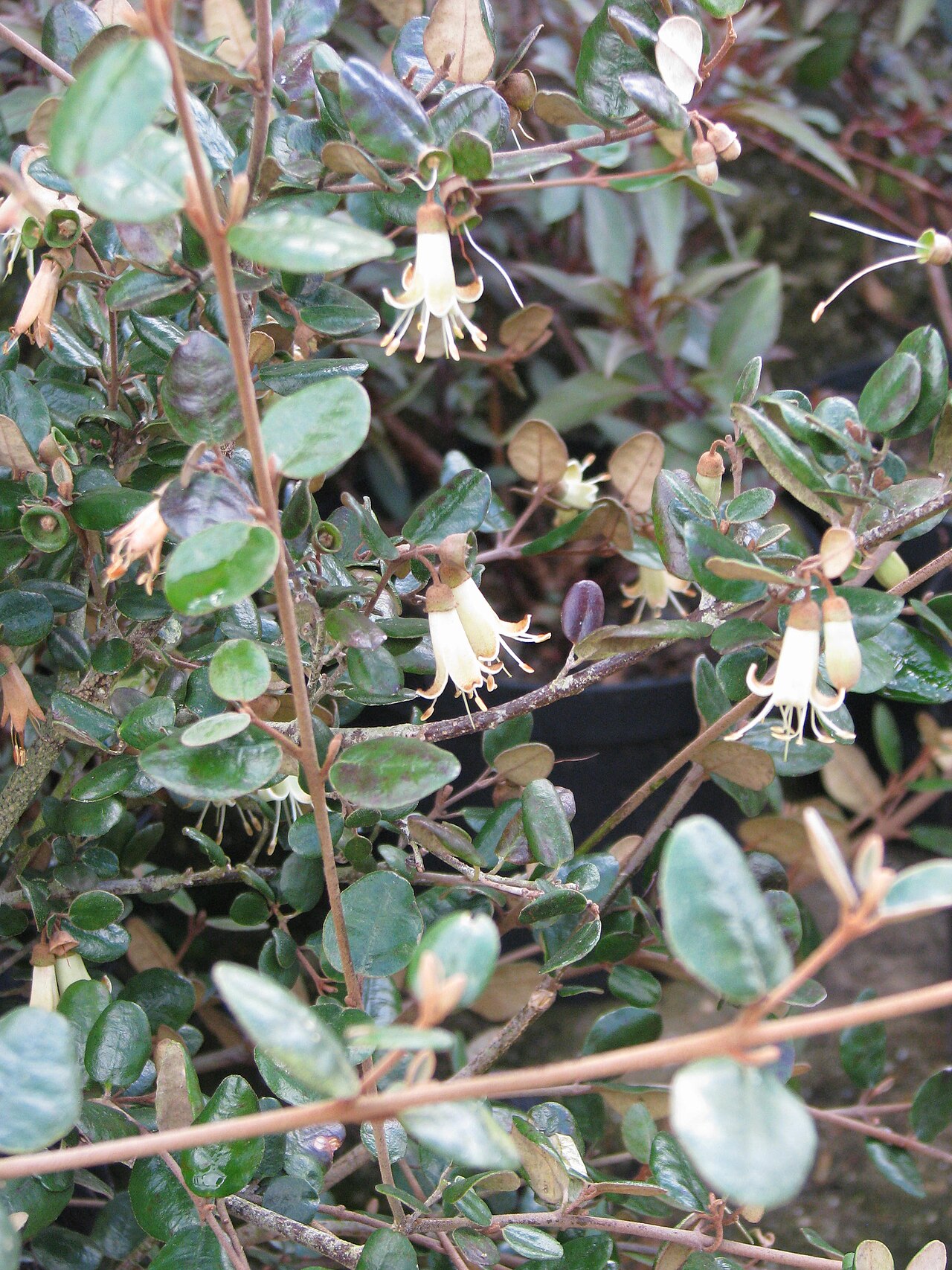 Correa backhouseana: Correa backhousiana