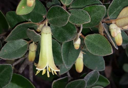 Correa backhouseana (Correa backhouseana)
