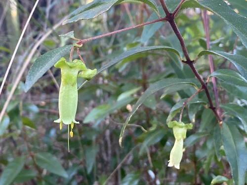 Correa bauerlenii (Correa bauerlenii)