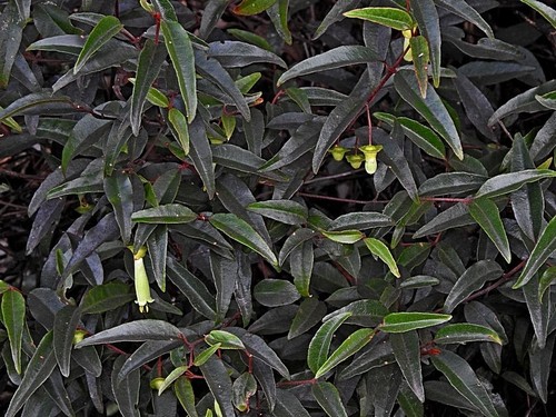 Correa bauerlenii (Correa bauerlenii)