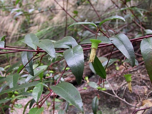 Correa bauerlenii (Correa bauerlenii)