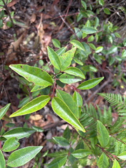 Correa bauerlenii (Correa bauerlenii)