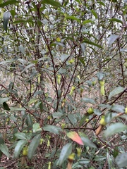 Correa bauerlenii (Correa bauerlenii)