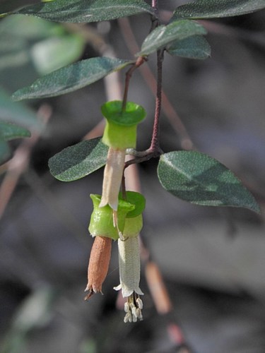 Correa bauerlenii (Correa bauerlenii)