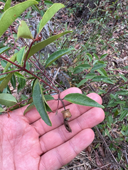 Correa bauerlenii (Correa bauerlenii)