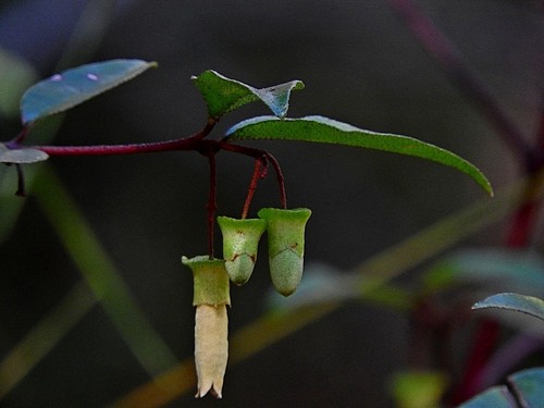 Correa bauerlenii (Correa bauerlenii)