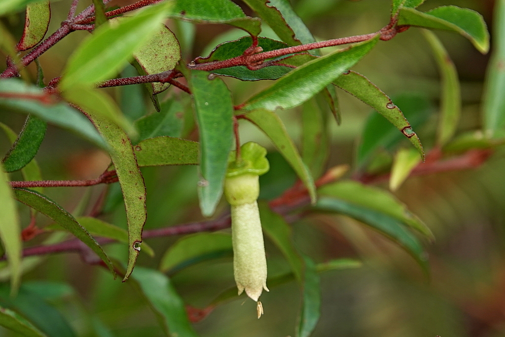 Correa bauerlenii (Correa bauerlenii)