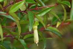 Correa bauerlenii (Correa bauerlenii)