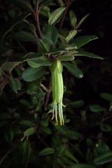Correa calycina (Correa calycina)