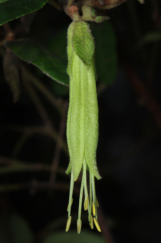 Correa calycina (Correa calycina)