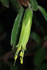 Correa calycina (Correa calycina)