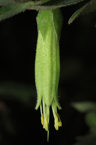 Correa calycina (Correa calycina)