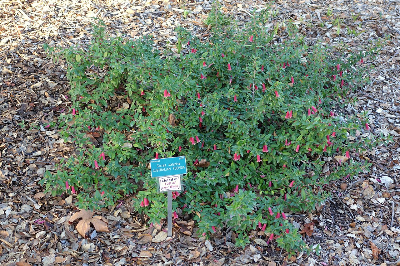 Correa calycina: Botanical specimen in the San Luis Obispo Botanical Garden - in El Chorro Regional Park, San Luis Obispo, California, USA.