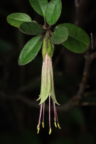 Correa calycina (Correa calycina)