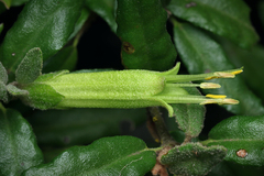 Correa calycina (Correa calycina)