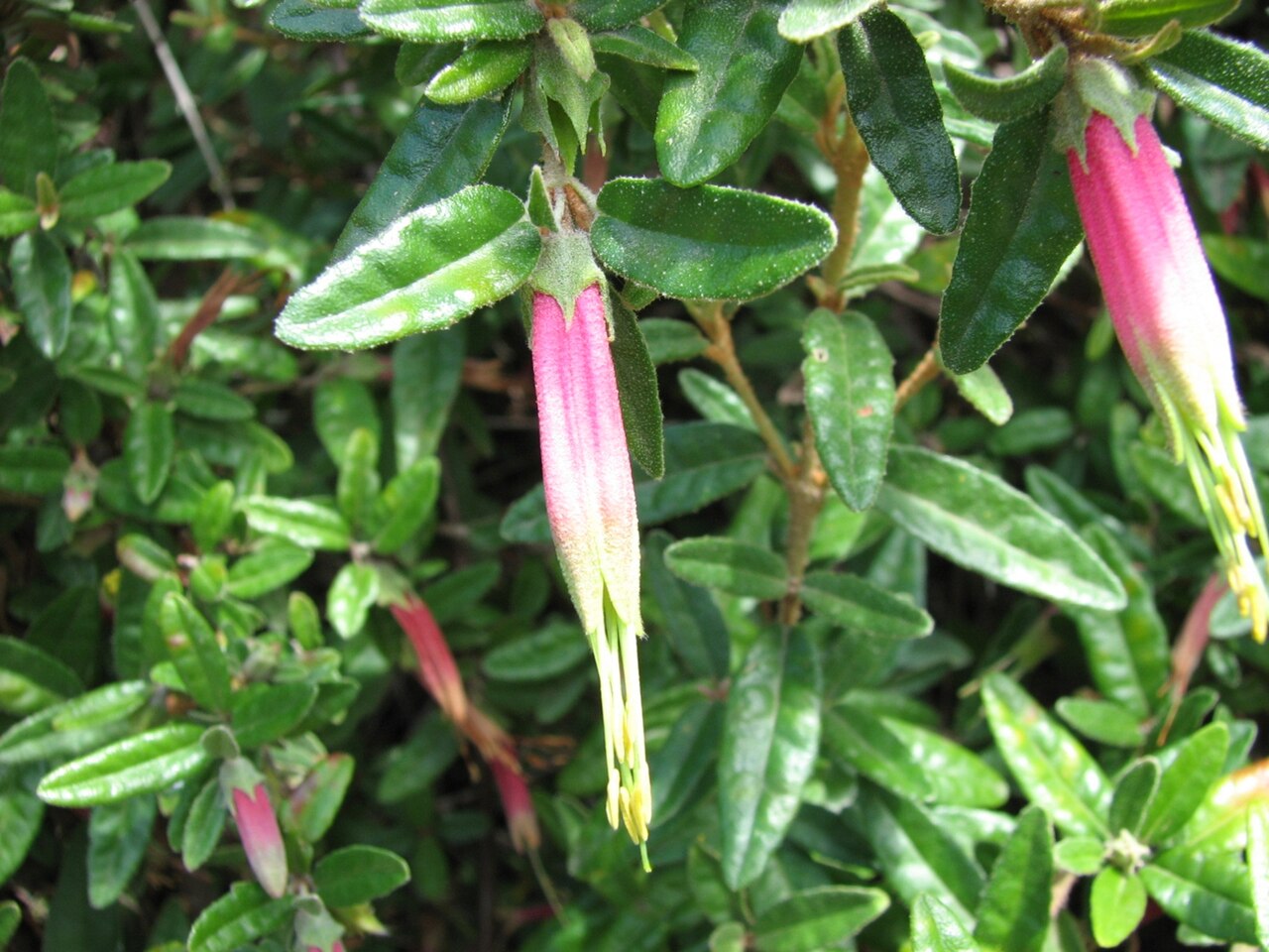 Correa decumbens: Correa decumbens , (cultivated, unlabelled) Monash University, Clayton, Victoria, Australia