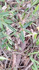 Correa decumbens (Correa decumbens)