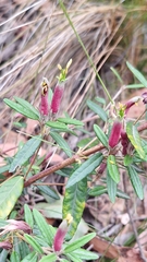 Correa decumbens (Correa decumbens)