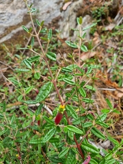 Correa decumbens (Correa decumbens)