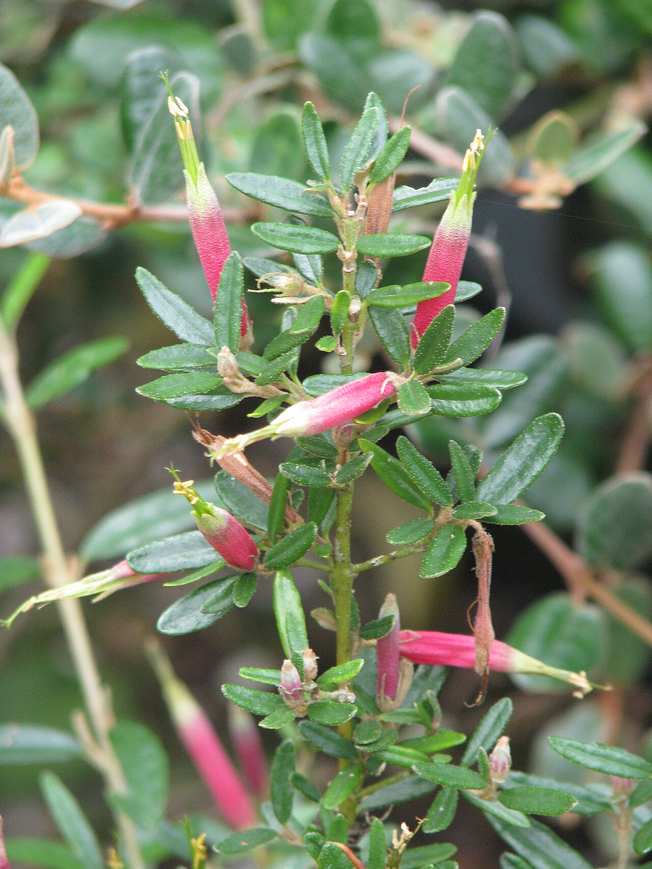Correa decumbens: Correa decumbens