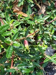 Correa decumbens (Correa decumbens)