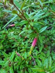 Correa decumbens (Correa decumbens)