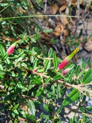 Correa decumbens (Correa decumbens)