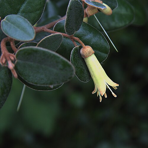 Correa decumbens: Correa decumbens