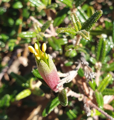 Correa decumbens (Correa decumbens)
