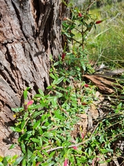 Correa decumbens (Correa decumbens)