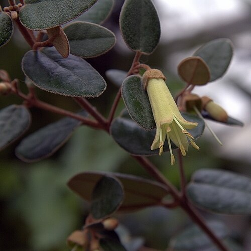 Correa decumbens: Correa decumbens