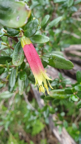 Correa glabra (Correa glabra)