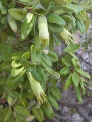 Correa glabra (Correa glabra)