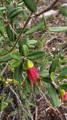 Correa glabra (Correa glabra)