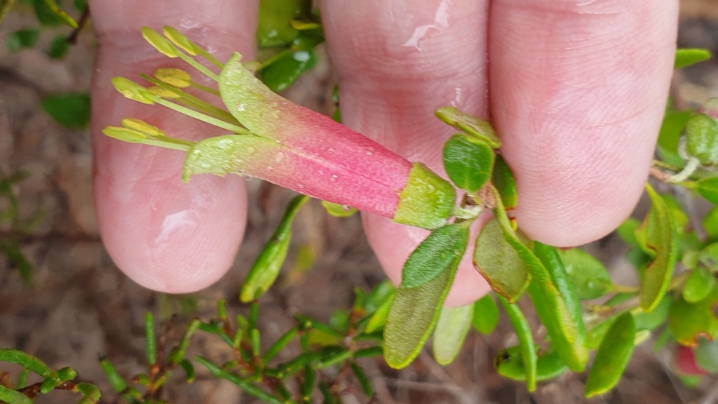 Correa glabra (Correa glabra)