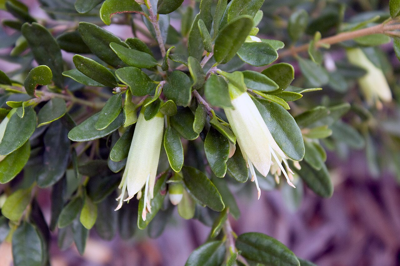 Correa glabra: A small heath plant, common in Victoria's heaths and grasslands.