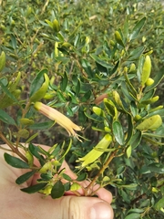 Correa glabra (Correa glabra)