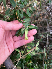 Correa glabra (Correa glabra)