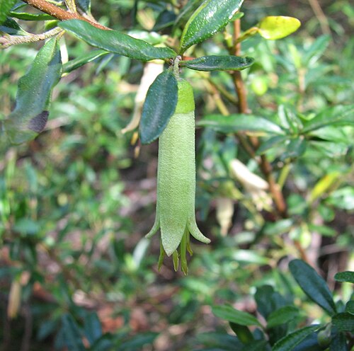 Correa glabra: Correa glabra (cultivated, labelled) Burnley Gardens, Burnley, Victoria, Australia