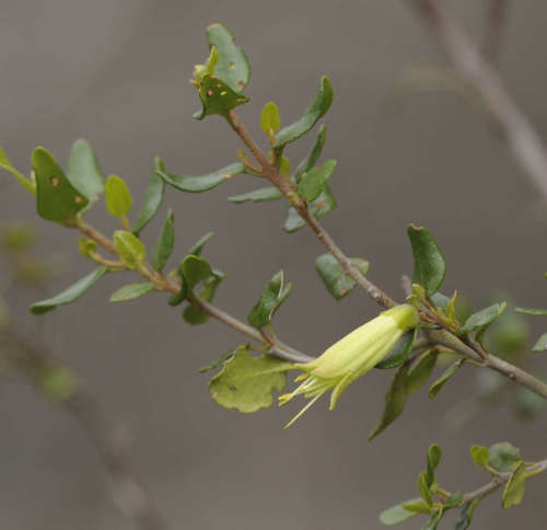 Correa glabra (Correa glabra)
