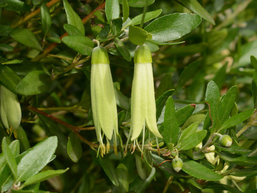 Correa glabra (Correa glabra)