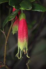 Correa glabra (Correa glabra)