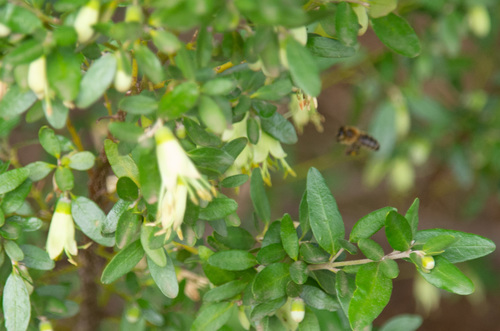 Correa glabra (Correa glabra)