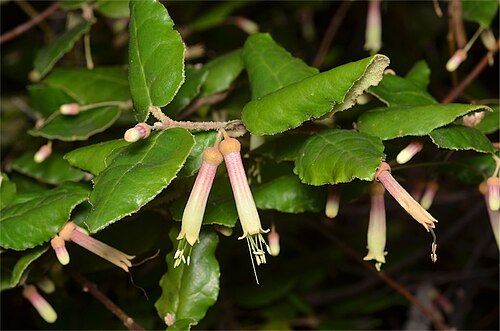 Correa lawrenceana: Correa lawrenceana var. cordifolia in a suburban garden in Dryandra Street, O'Conner, Australian Capital Territory