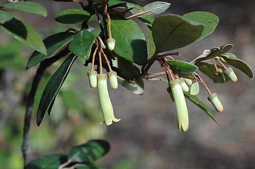 Correa lawrenceana: Correa lawrenceana var. glandulifera in the Australian National Botanic Gardens, Canberra