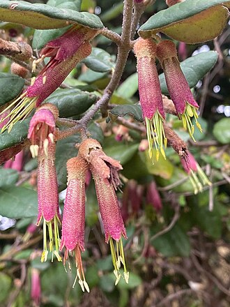 Correa lawrenceana: Correa lawrenceana flowers