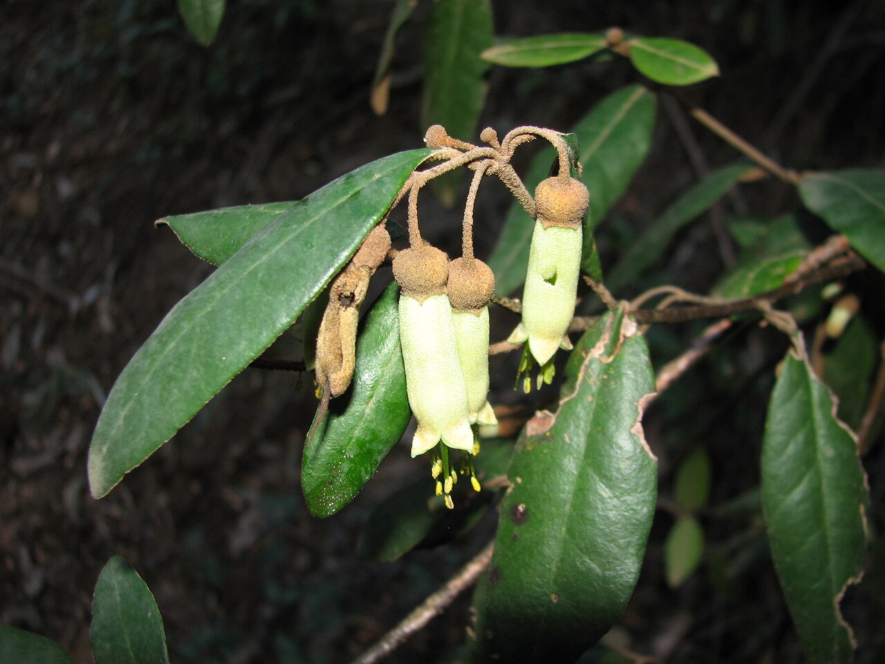 Correa lawrenceana: Correa lawrenceana Yarra Ranges National Park, Victoria, Australia