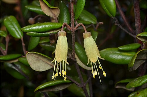 Correa lawrenceana: Correa lawrenceana var. lawrenceana