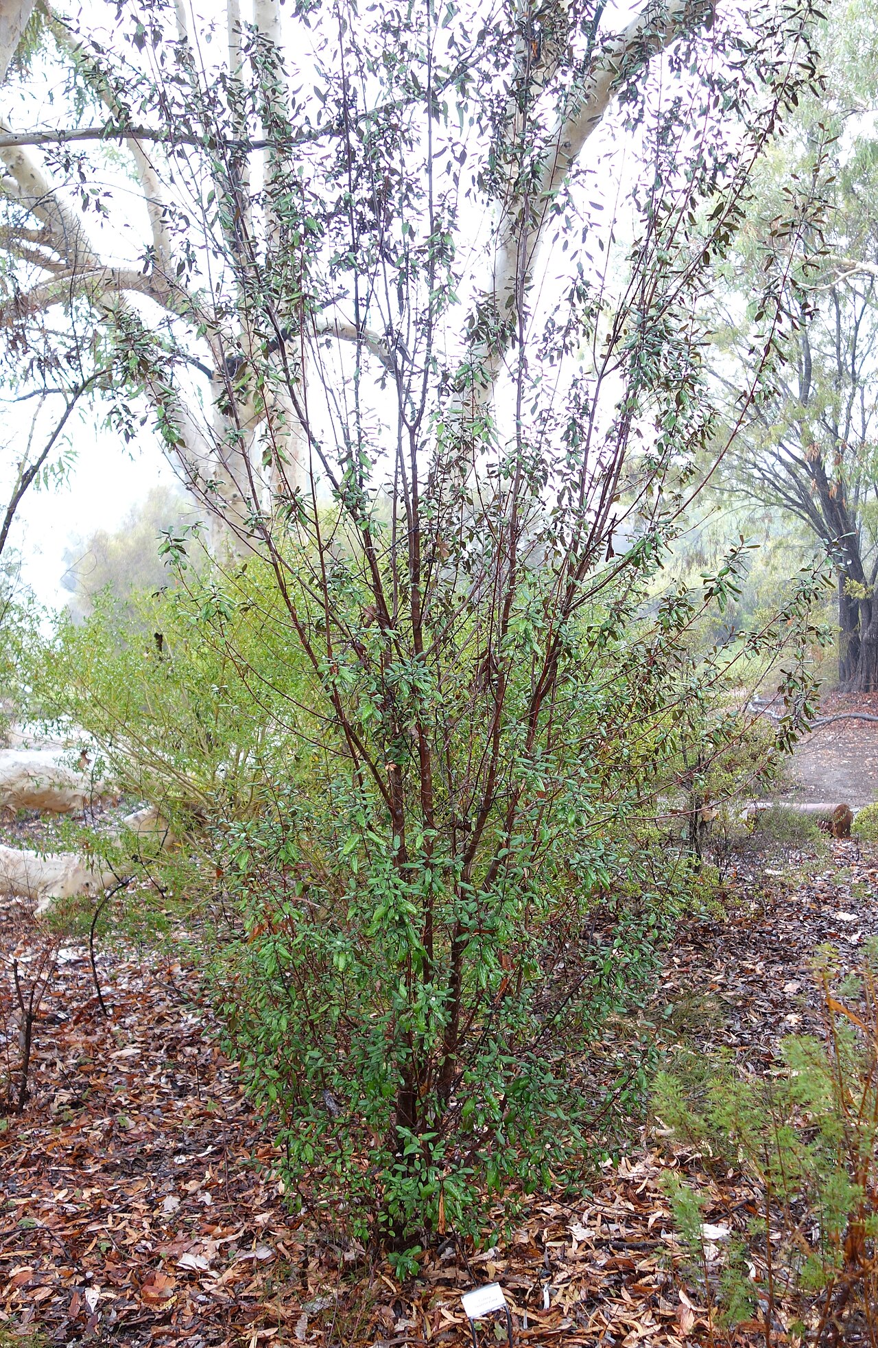 Correa lawrenceana: Botanical specimen in the UC Santa Cruz Arboretum at the University of California, Santa Cruz - 1156 High Street, Santa Cruz, California, USA.